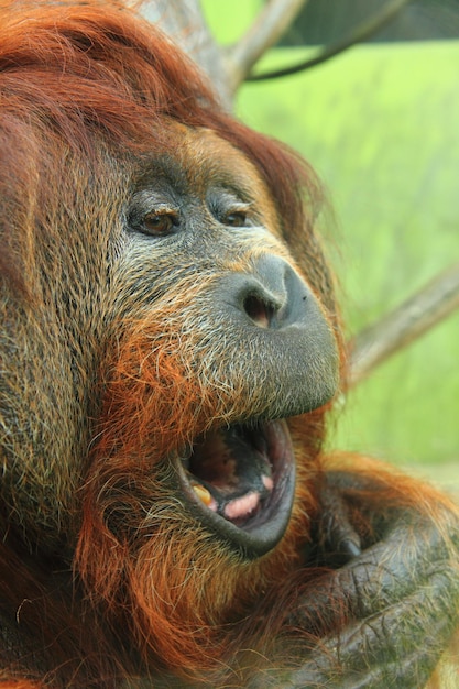 Foto close-up de um macaco