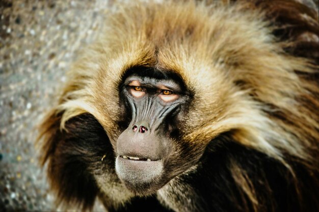 Foto close-up de um macaco