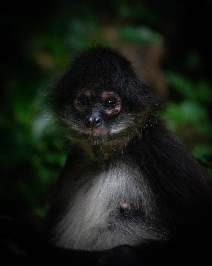 Foto close-up de um macaco