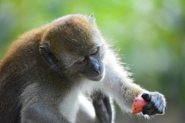 Close-up de um macaco