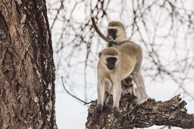 Foto close-up de um macaco