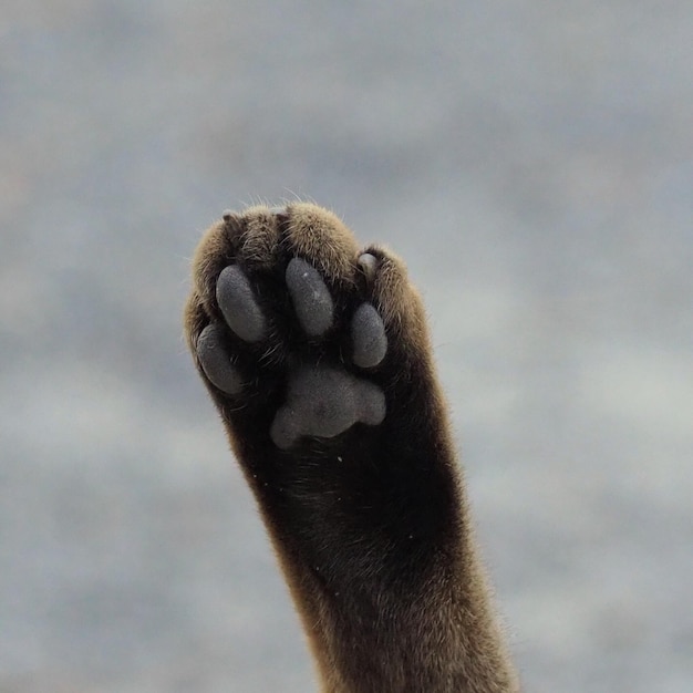 Foto close-up de um macaco