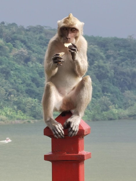 Foto close-up de um macaco