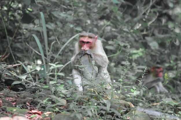 Foto close-up de um macaco