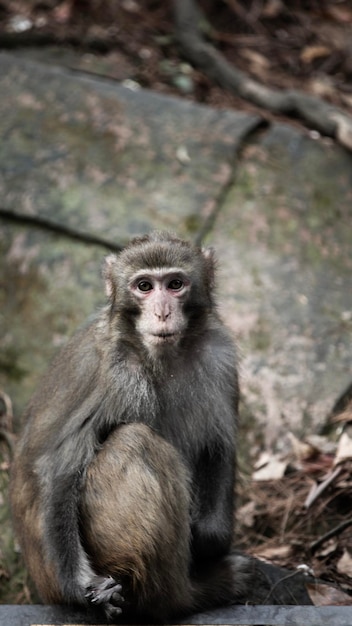 Close-up de um macaco