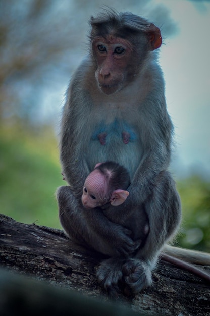 Close-up de um macaco