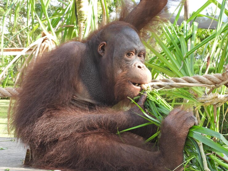 Foto close-up de um macaco
