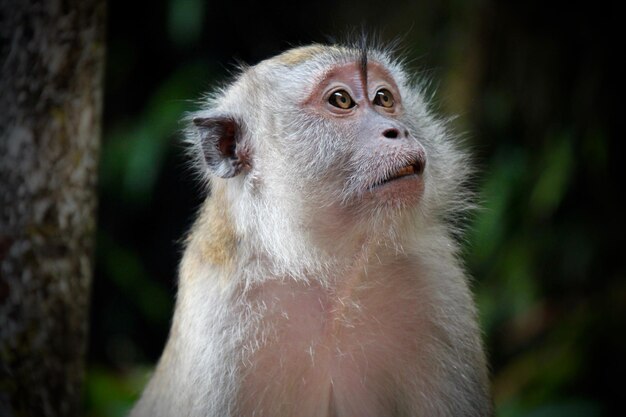 Close-up de um macaco