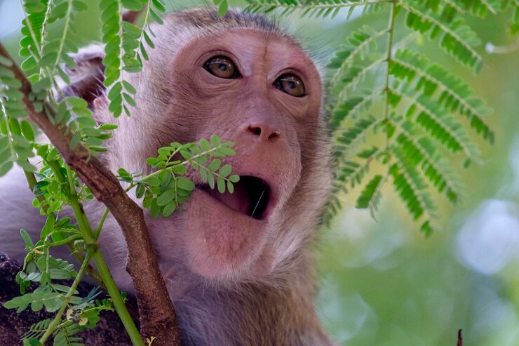 Foto close-up de um macaco