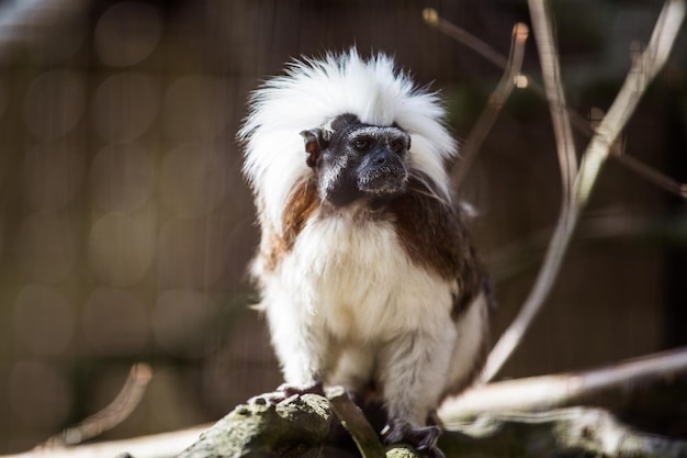 Foto close-up de um macaco