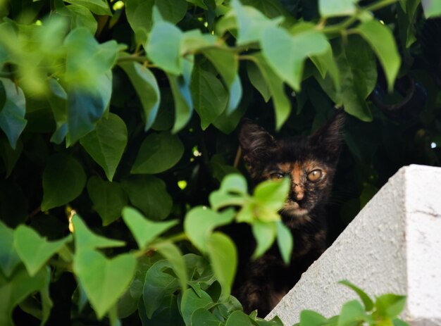 Foto close-up de um macaco