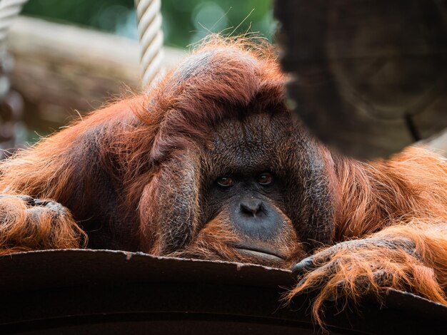 Close-up de um macaco