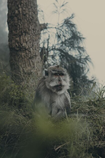 Foto close-up de um macaco