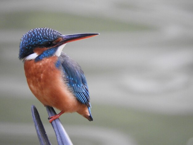 Close-up de um martelo pescador sentado ao ar livre