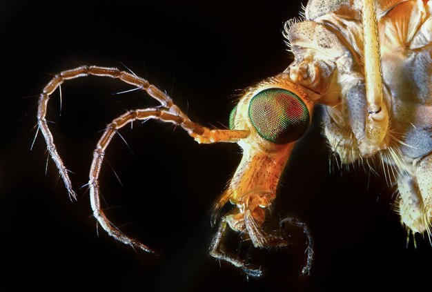 Foto close-up de um mosquito em fundo preto