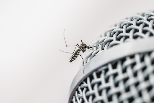 Close-up de um mosquito no microfone