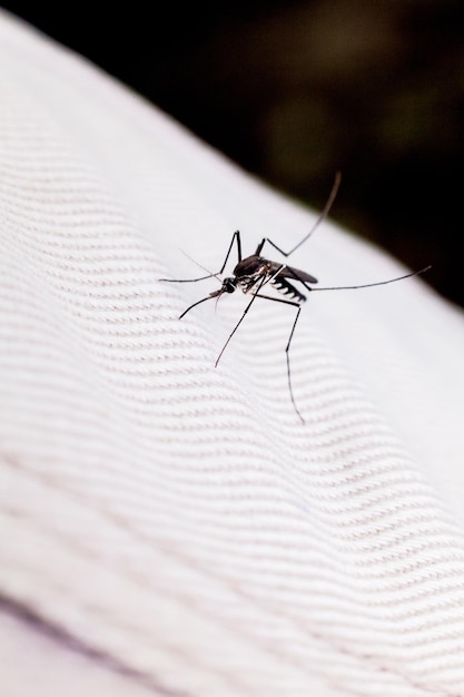 Close-up de um mosquito