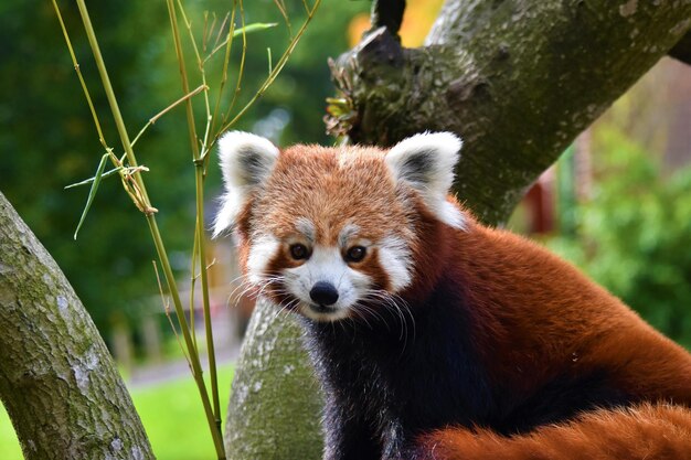 Foto close-up de um panda vermelho em uma árvore