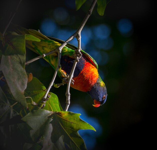 Foto close-up de um papagaio colorido impressionante empoleirado em uma árvore frondosa