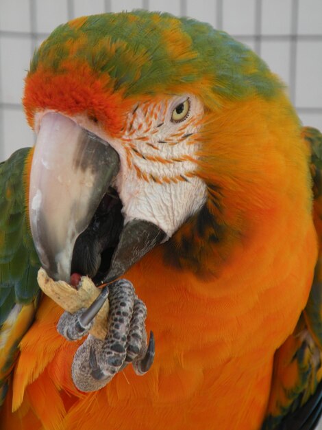 Foto close-up de um papagaio comendo amendoim no zoológico