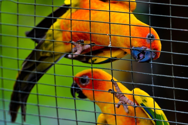 Foto close-up de um papagaio em gaiola