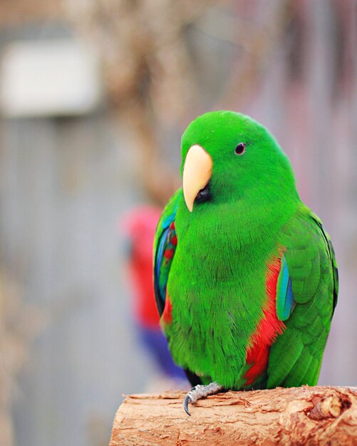 Close-up de um papagaio empoleirado em madeira