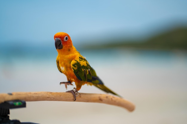 Foto close-up de um papagaio empoleirado em madeira