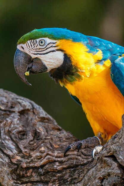 Foto close-up de um papagaio empoleirado em madeira