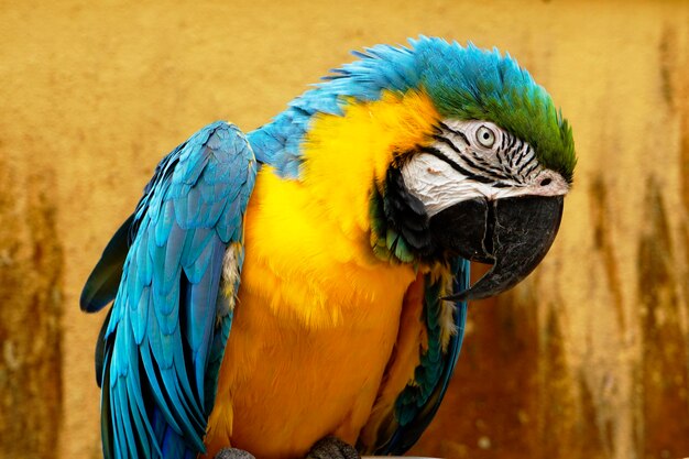 Foto close-up de um papagaio empoleirado em madeira