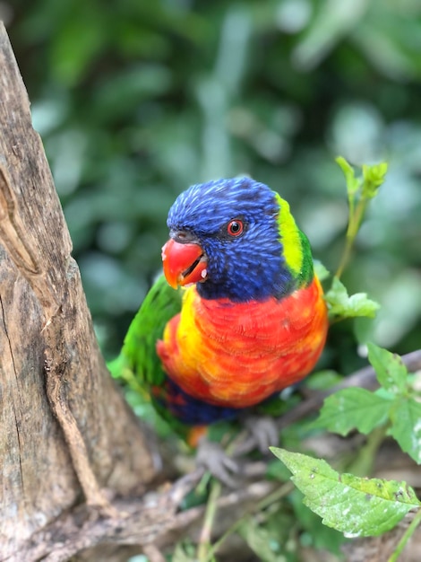 Foto close-up de um papagaio empoleirado em um arco-íris