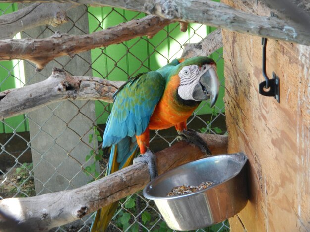 Foto close-up de um papagaio empoleirado em um galho