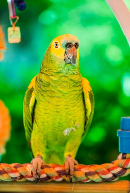 Foto close-up de um papagaio empoleirado em um galho