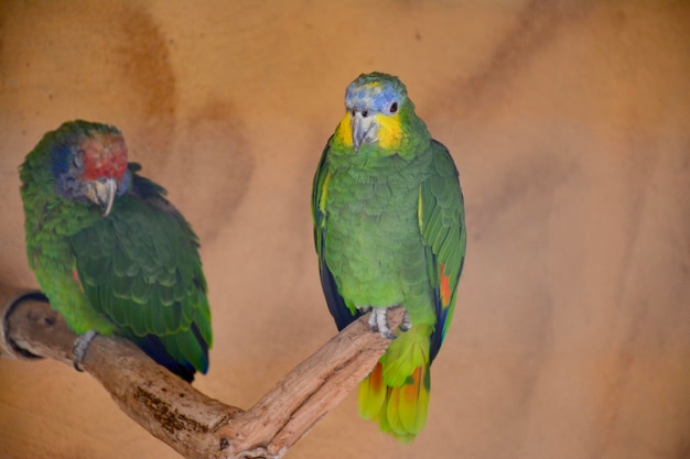 Foto close-up de um papagaio empoleirado em um galho