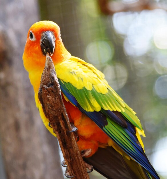 Foto close-up de um papagaio empoleirado em um galho