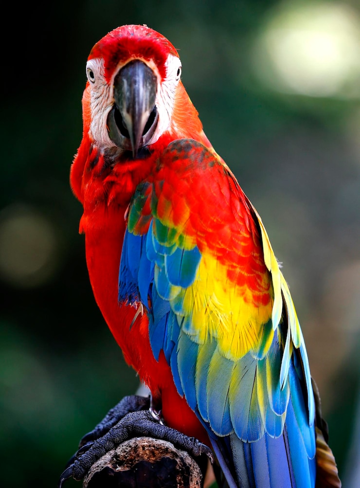 Foto close-up de um papagaio empoleirado em um galho