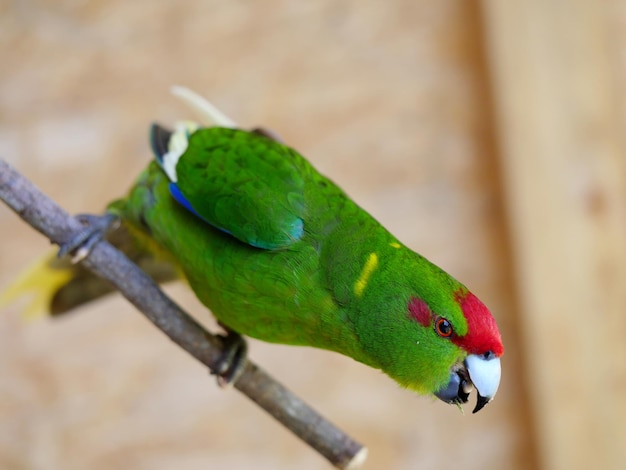 Close-up de um papagaio empoleirado em uma folha