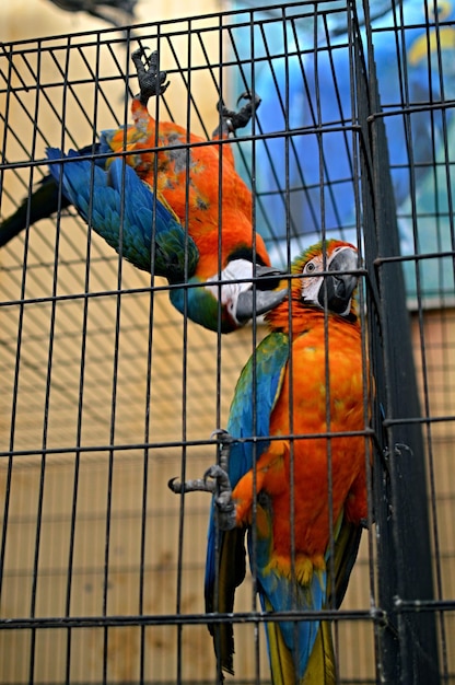 Foto close-up de um papagaio empoleirado em uma gaiola