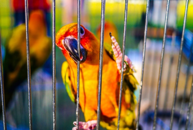 Foto close-up de um papagaio empoleirado em uma gaiola