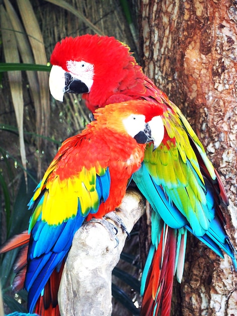 Foto close-up de um papagaio empoleirado no tronco de uma árvore
