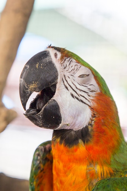 Foto close-up de um papagaio sentado