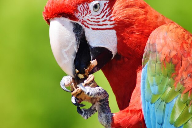 Foto close-up de um papagaio sentado