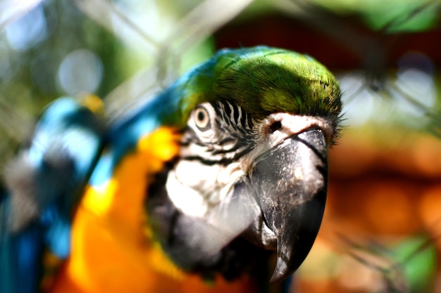 Foto close-up de um papagaio