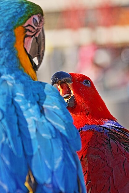 Foto close-up de um papagaio