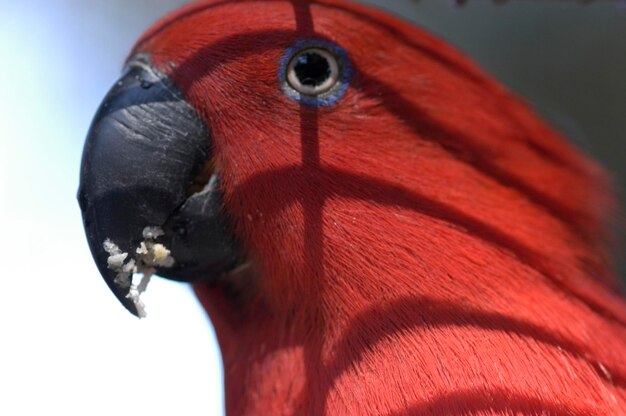 Foto close-up de um papagaio