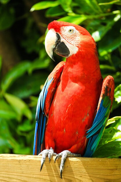 Foto close-up de um papagaio