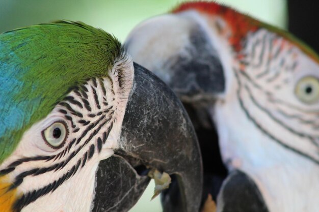 Foto close-up de um papagaio