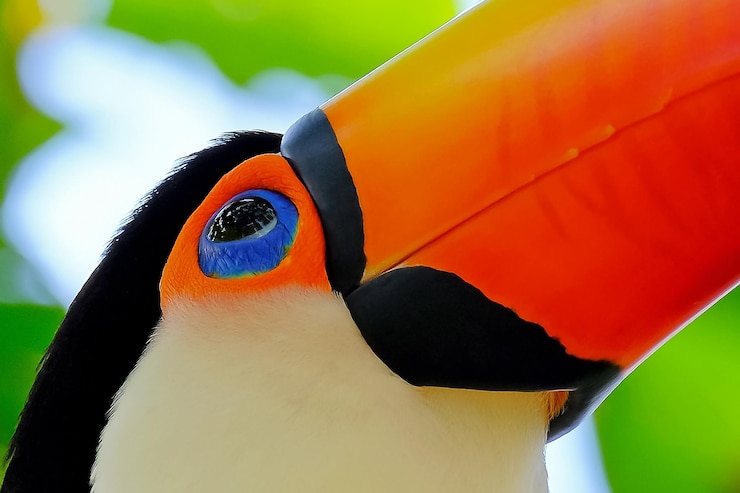Foto close-up de um papagaio
