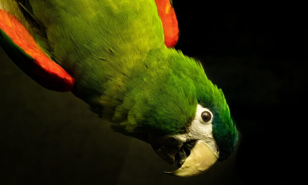 Foto close-up de um papagaio