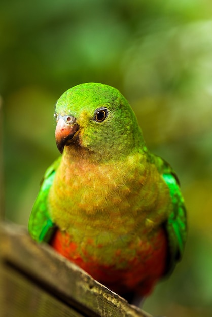 Foto close-up de um papagaio