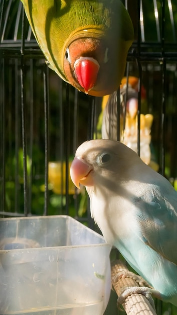 Close-up de um papagaio